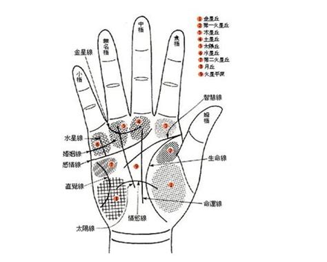 手指長短 代表|手相:相形,相關起源,左右手,三大紋路,十字紋,星紋,島紋,八大丘,金。